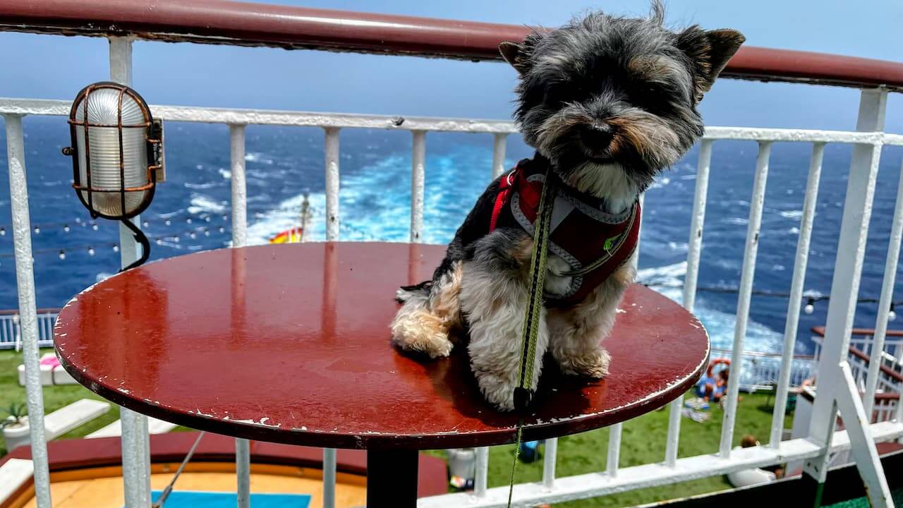 Jamie the Biewer Terrier on Nueva Armas Ferry Huelva Tenerife