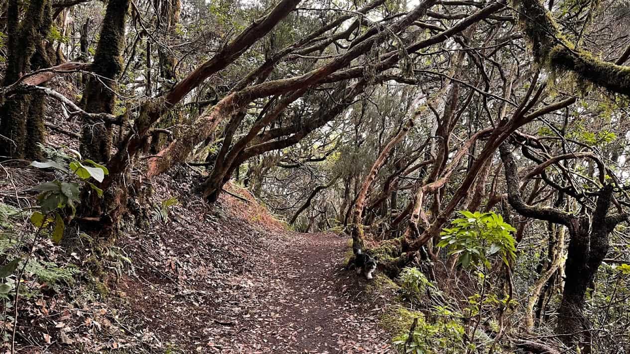 The TF-3 trail has its own "magic forest" section
